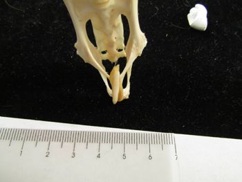 Media type: image;   Mammalogy 17729 Description: Image of skeleton specimen - lateral view. Lateral view of entire skeleton specimen.;